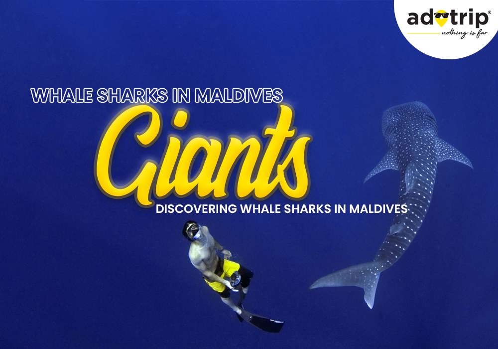 Whale Sharks In Maldives